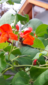 Bien auf Feuerbohnenblüte