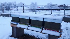 Bienen zugeschneit