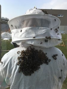 Bienen auf imkeranzug nach der Durchschau im Frühjahr