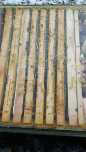 Wintereinbruch bei den Bienen