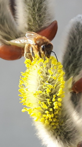 Statdmauer Honig Biene erntet die Pollen von einen der ertsen Palmkätzchen in 2018