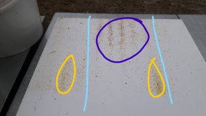 eine Bienenwindelaufnahme nach 2 Wochen tieffrost ende Februar