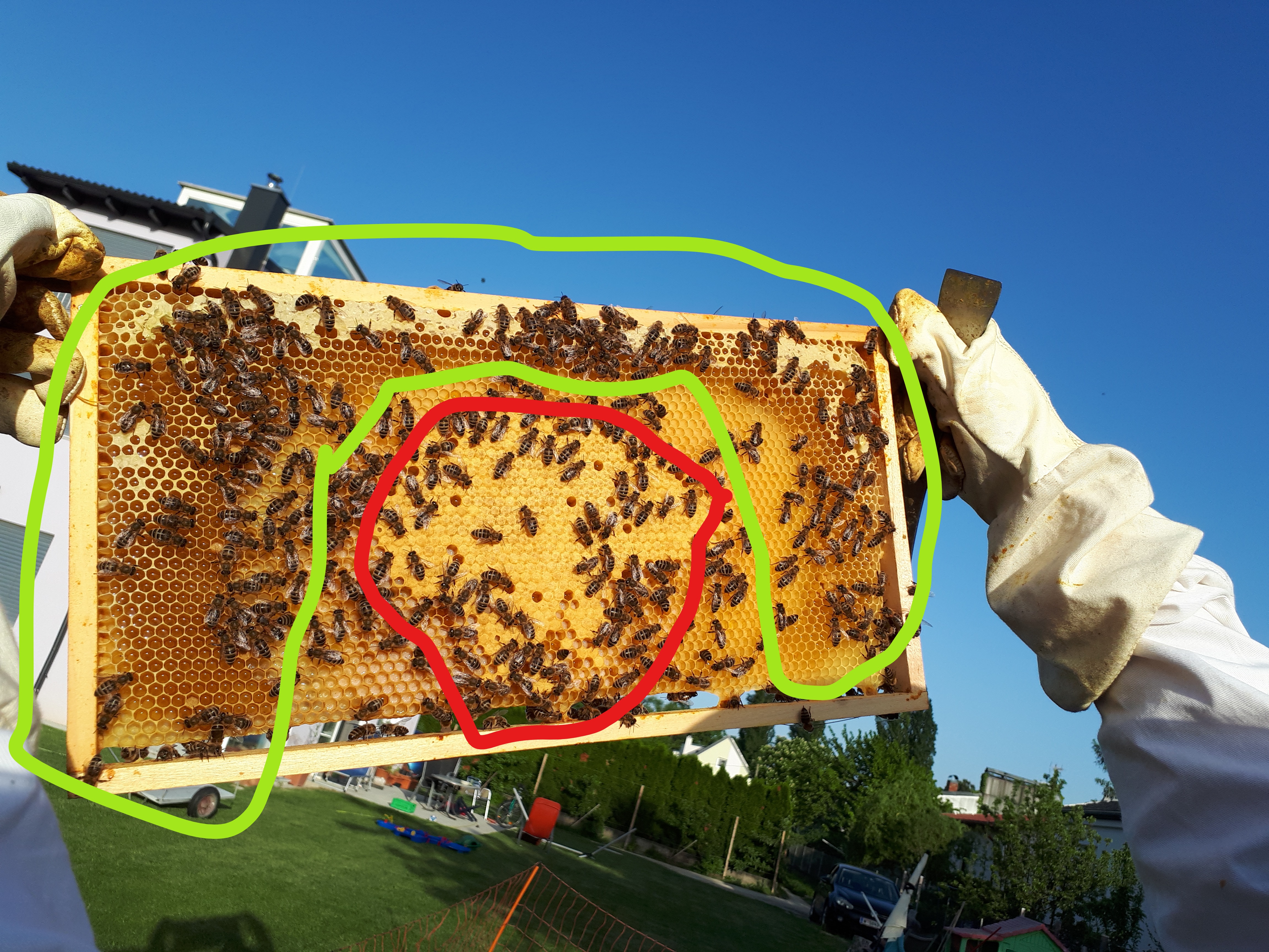 Brutraum verhonigt weil zu Spät den Honigraum aufgesetz