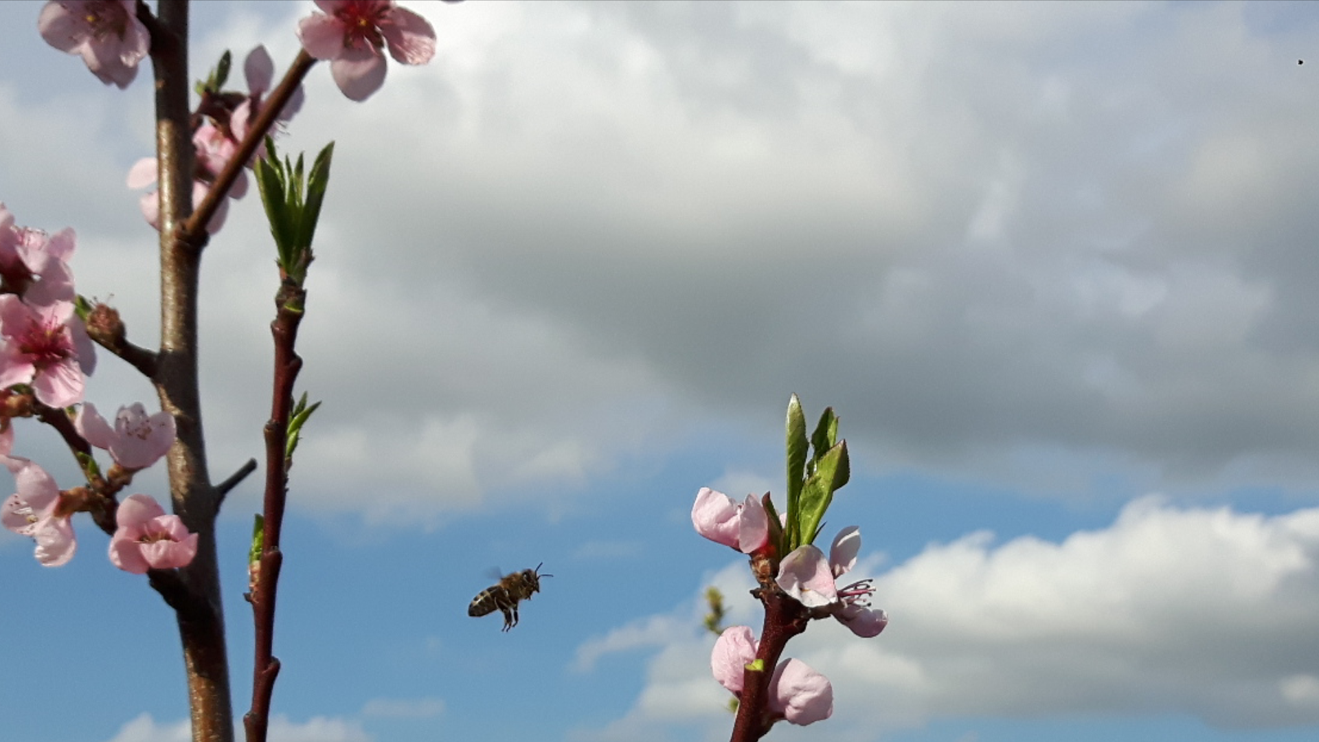 Stadtmauerhonigbiene auf dem Weg zur Nektarinenblüte