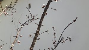 Holzbiene beim Marillenbaum