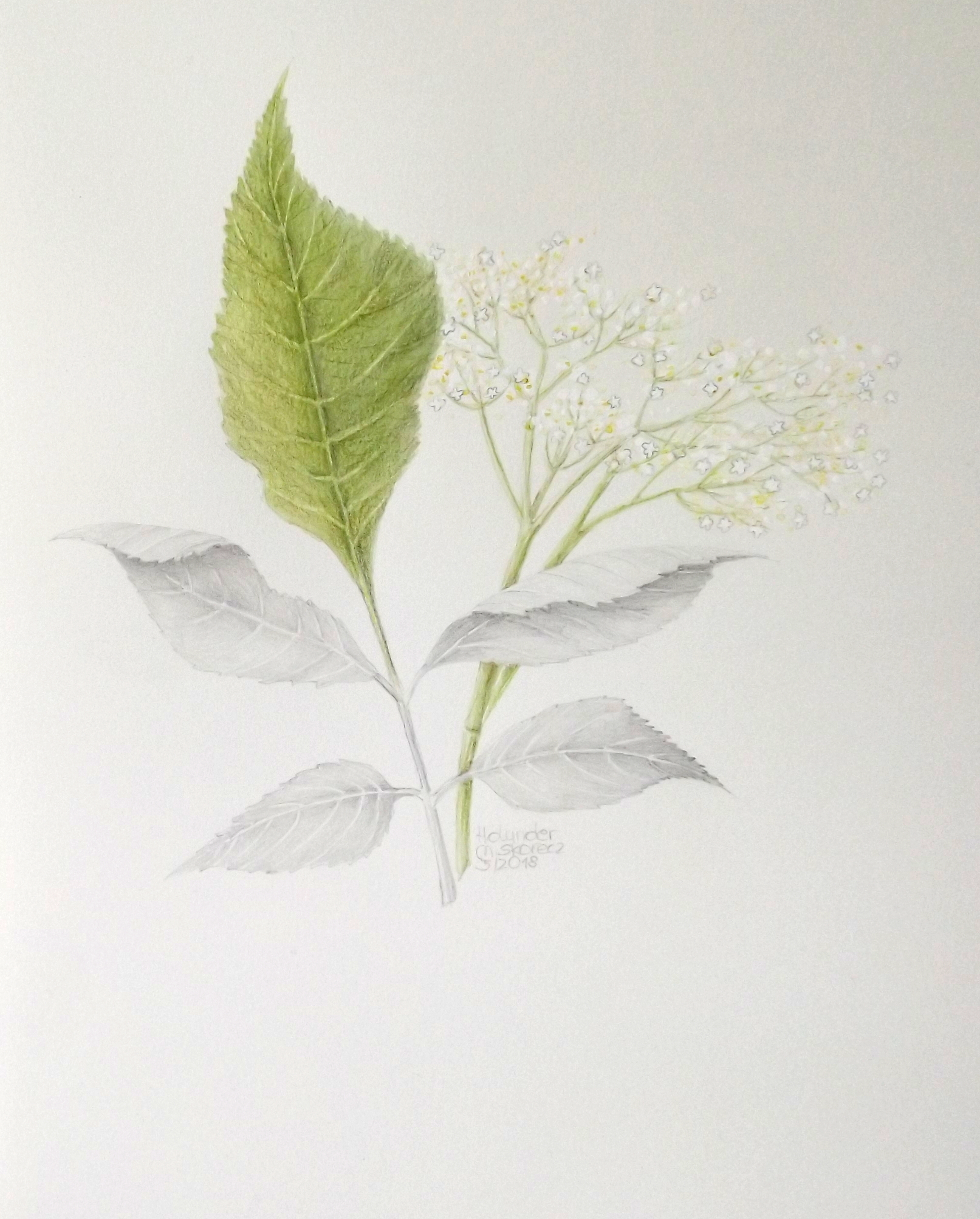handzeichnung eines Holunder blatt und Blüte