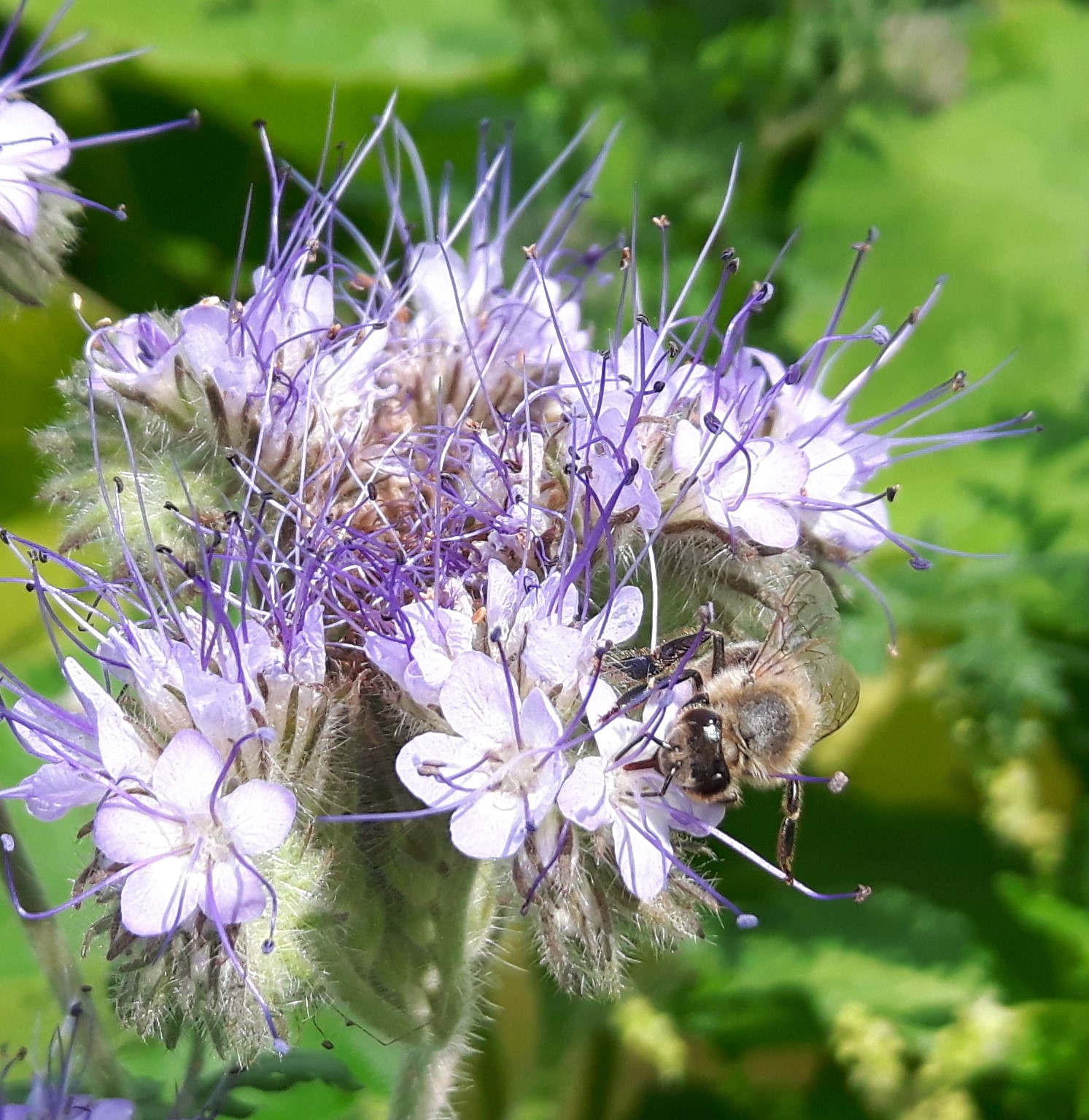 Eine Stadtmauerhonig Biene sammelt fleissig den Nektar der Phacelia Blüten
