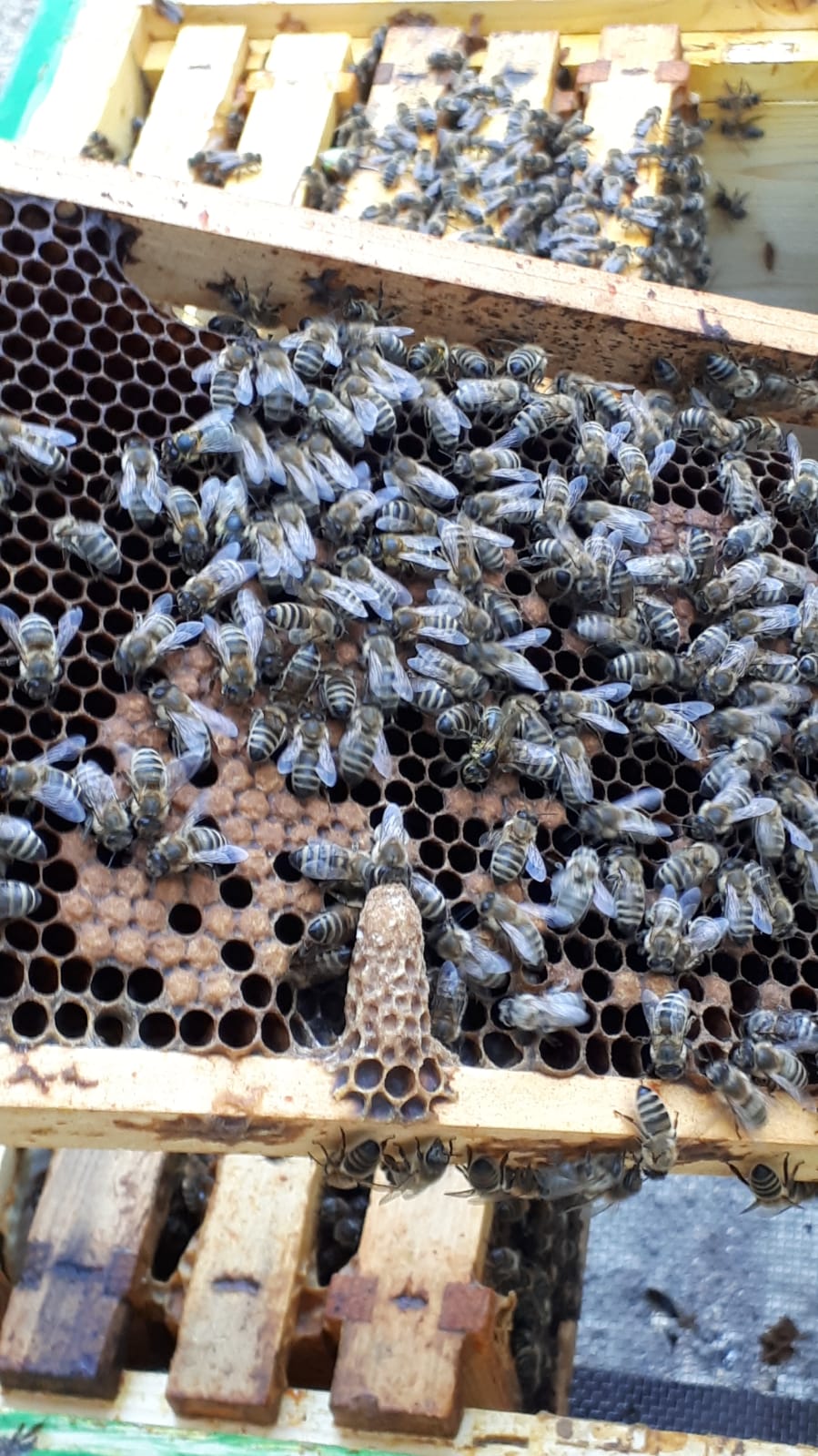 Königinnenzucht braucht Weiselzellen auf Bienenrähmchen