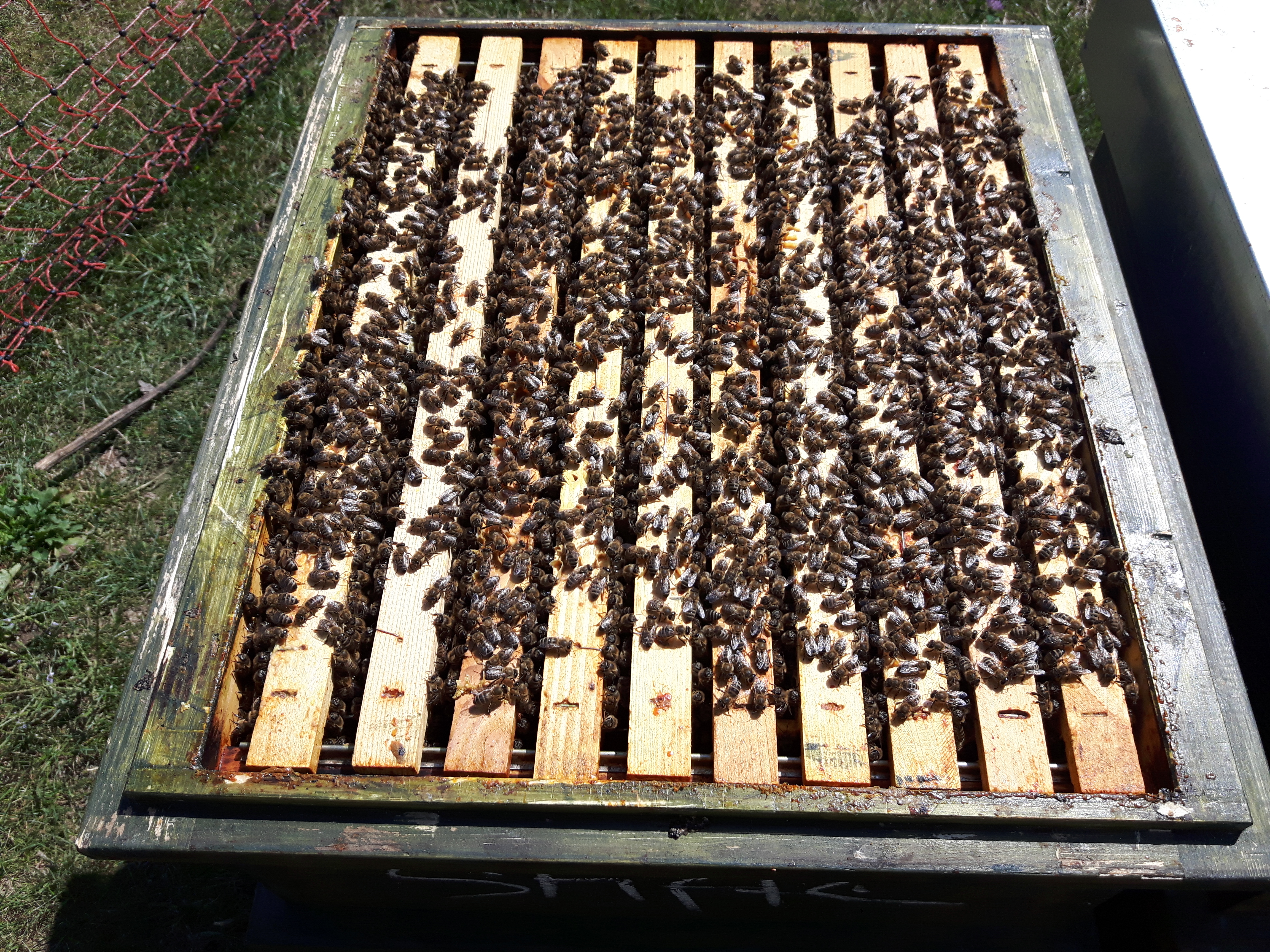 Unseren jüngsten Ableger von Anfang Juli hat fast die Bienenmasse verdoppelt. es scheint dasss viele Bienen vom Fluchtschwarm dort eingezogen sind.