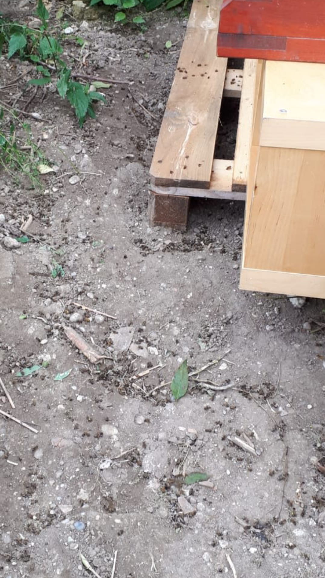 Viele Toten Bienen am quarantène Stand vom Fluchtschwarm