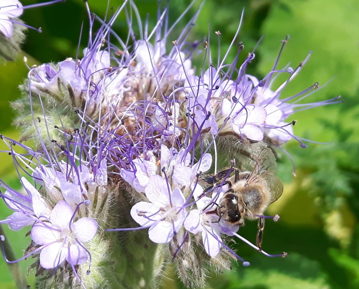 Eine Stadtmauerhonig Biene sammelt fleissig den Nektar der Phacelia Blüten